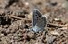 Blaveta de l'astràgal (Polyommatus escheri) © Oriol Soler Ferrer