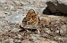 Damer de la centàurea (Melitaea phoebe) © Oriol Soler Ferrer