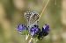 Blaveta lluent (Lysandra bellargus) © Oriol Soler Ferrer