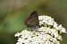 Marroneta del roure (Satyrium ilicis) © Oriol Soler Ferrer