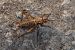 Grill de cellers gros (Gryllomorpha dalmatina) © Oriol Soler Ferrer