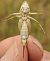 Saltarel·la de sorra (Platycleis sabulosa) © Carlos Alvarez-Cros