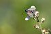 Zygaena filipendulae © Jordi Sala