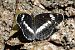 Nimfa boscana (Limenitis camilla) © Pau Barnés