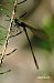 Llantió elegant (Ischnura elegans) © Pau Barnés