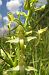 Platanthera algeriensis © Pau Barnés