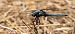Parot pruïnós (Orthetrum brunneum) © Màrius Domingo