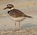 Corriol petit (Charadrius dubius) © Màrius Domingo
