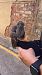 Xot (Otus scops) anònim