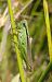 Llagost de rierol (Mecostethus parapleurus) © Daniel González