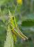 Saltamartí lluent (Euthystira brachyptera) © Daniel González