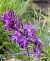 Dactylorhiza majalis  - Daniel González