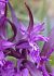 Dactylorhiza majalis © Daniel González