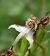 Platanthera chlorantha © Daniel González
