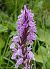 Dactylorhiza maculata © Daniel González