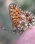 Donzella bruna (Boloria selene) © Daniel González