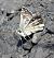 Merlet major (Pyrgus alveus) © Daniel González