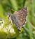 Merlet olivaci (Pyrgus serratulae) © Daniel González