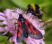 Zygaena nevadensis © Daniel González