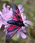 Zygaena filipendulae © Daniel González