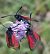 Zygaena purpuralis © Daniel González