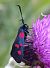 Zygaena lonicerae  - Daniel González