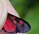 Zygaena lonicerae © Daniel González