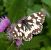 Escac aranès (Melanargia galathea) © Daniel González