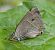 Morada (Favonius quercus) © Daniel González