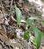Epipactis helleborine var. minor  - Daniel González
