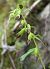 Epipactis leptochila © Daniel González