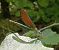 Damisel·la blava (Calopteryx virgo) © Daniel González