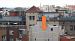 Falciot negre (Apus apus) © Autor ocult