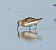 Territ menut (Calidris minuta) © Antoni Mariné Sanz