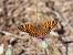 Damer de la centàurea (Melitaea phoebe) © Josep Escolà