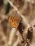 Damer de la blenera (Melitaea trivia) © Josep Escolà