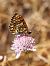 Damer dels conillets (Melitaea deione) © Josep Escolà
