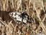 Escac ibèric (Melanargia lachesis) © Josep Escolà
