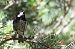 Mallerenga petita (Periparus ater) © Lluís Vilamajó