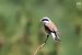 Escorxador (Lanius collurio) © Lluís Vilamajó