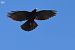 Gralla de bec groc (Pyrrhocorax graculus) © Lluís Vilamajó