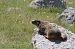 Marmota (Marmota marmota) © Lluís Vilamajó