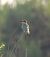 Abellerol (Merops apiaster) © Eulàlia Maspons