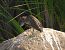 Martinet de nit (Nycticorax nycticorax) © Eulàlia Maspons