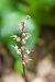 Neottia cordata © Xavier Alamany