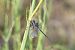 Orthetrum trinacria © Ricard Gutiérrez