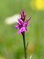 Dactylorhiza sp.  - Ramon Calvet i Falgueras