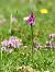 Dactylorhiza sp.  - Ramon Calvet i Falgueras