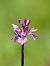 Dactylorhiza sp.  - Ramon Calvet i Falgueras