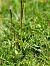 Dactylorhiza sp.  - Ramon Calvet i Falgueras